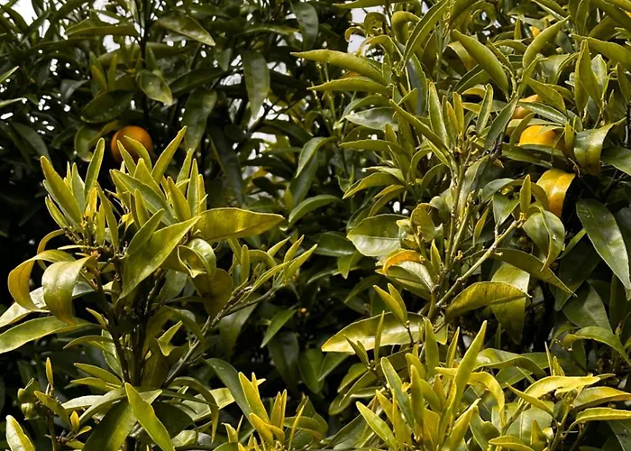 Mountain View 2 Bedroom * אלקובאקה